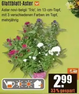 V Baumarkt Glattblatt-Aster Angebot