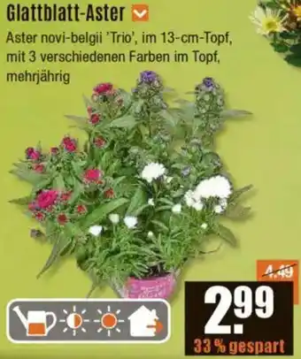 V Baumarkt Glattblatt-Aster Angebot