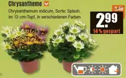 V Baumarkt Chrysantheme Angebot