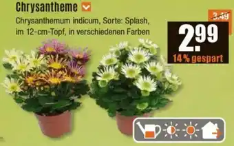 V Baumarkt Chrysantheme Angebot