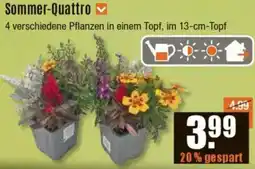 V Baumarkt Sommer-Quattro Angebot