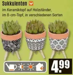 V Baumarkt Sukkulenten Angebot