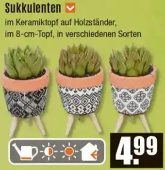 V Baumarkt Sukkulenten Angebot