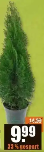 V Baumarkt Säulen-Thuja Angebot