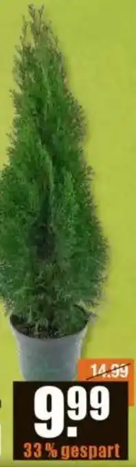 V Baumarkt Säulen-Thuja Angebot