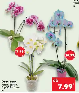 Kaufland Orchideen Angebot