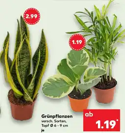 Kaufland Grünpflanzen Angebot