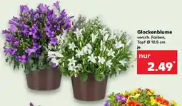 Kaufland Glockenblume Angebot