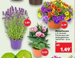 Kaufland Blühpflanzen Angebot
