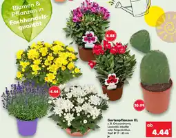 Kaufland Gartenpflanzen XL Angebot