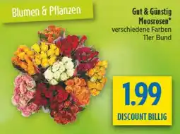 diska Gut & Günstig Moosrosen Angebot