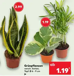 Kaufland Grünpflanzen Angebot