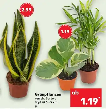 Kaufland Grünpflanzen Angebot