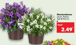 Kaufland Glockenblume Angebot