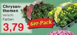 Jawoll Chrysan- themen Angebot
