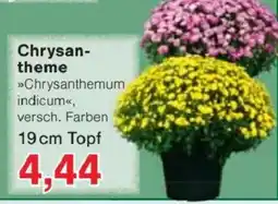 Jawoll Chrysan- theme Angebot