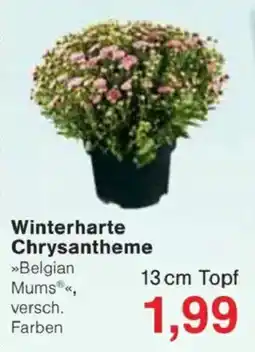 Jawoll Winterharte Chrysantheme Angebot