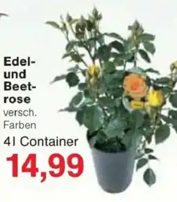 Jawoll Edel- und Beet- rose Angebot