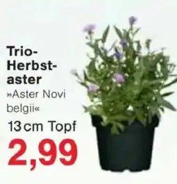 Jawoll Trio- Herbst- aster Angebot