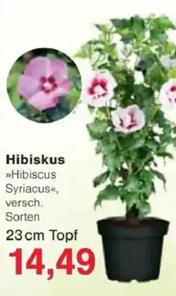 Jawoll Hibiskus Angebot