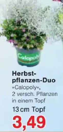 Jawoll Herbst- pflanzen-Duo Angebot