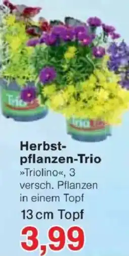 Jawoll Herbst- pflanzen-Trio Angebot
