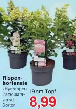 Jawoll Rispen- hortensie Angebot