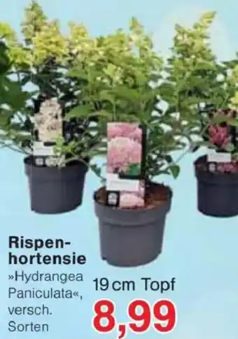 Jawoll Rispen- hortensie Angebot