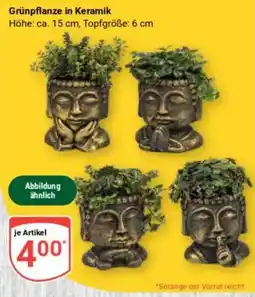 Globus Grünpflanze in Keramik Angebot