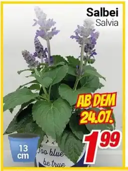 CENTERSHOP Salbei Salvia Angebot