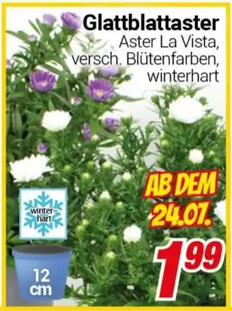 CENTERSHOP Glattblattaster Angebot