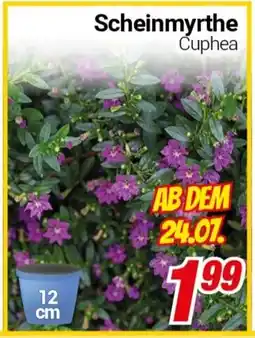 CENTERSHOP Scheinmyrthe Angebot