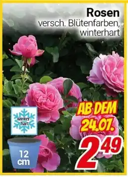 CENTERSHOP Rosen Angebot
