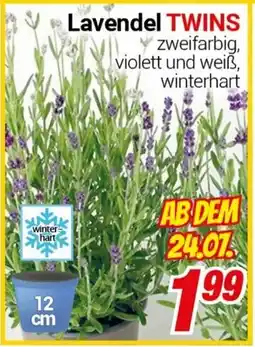 CENTERSHOP Lavendel TWINS Angebot