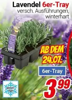 CENTERSHOP Lavendel 6er-Tray Angebot