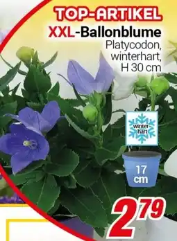 CENTERSHOP XXL-Ballonblume Angebot