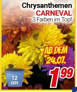 CENTERSHOP Chrysanthemen CARNEVAL Angebot