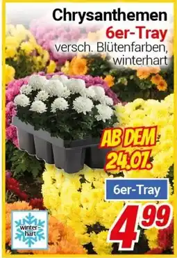 CENTERSHOP Chrysanthemen 6er-Tray Angebot