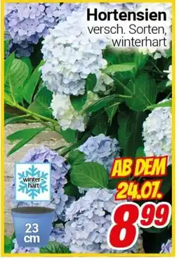 CENTERSHOP Hortensien Angebot