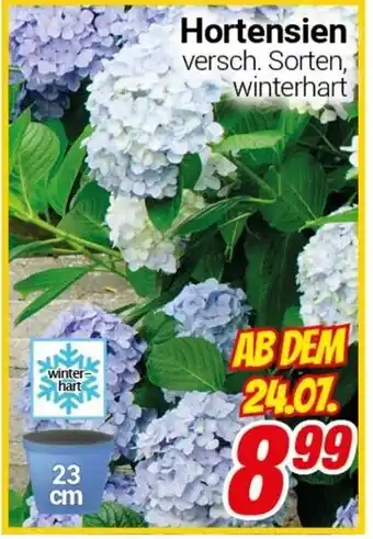 CENTERSHOP Hortensien Angebot