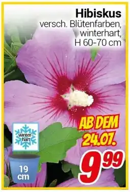 CENTERSHOP Hibiskus Angebot