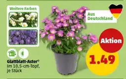 PENNY Glattblatt-Aster Angebot