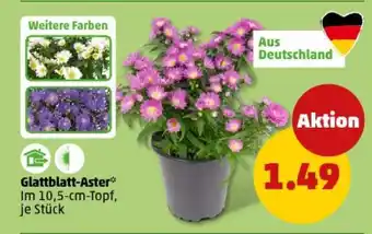 PENNY Glattblatt-Aster Angebot