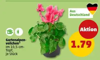 PENNY Gartenalpenveilchen Angebot
