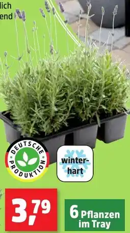 Thomas Philipps Lavendel Angebot