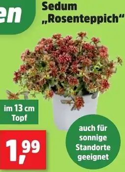 Thomas Philipps Sedum „Rosenteppich" Angebot