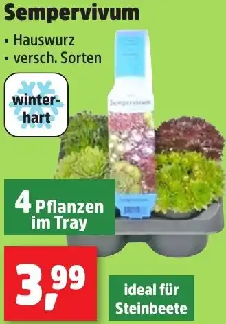 Thomas Philipps Sempervivum Angebot