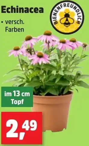 Thomas Philipps Echinacea Angebot