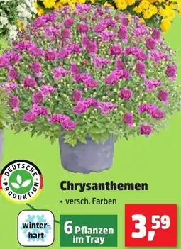 Thomas Philipps Chrysanthemen Angebot