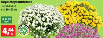 Thomas Philipps Kugelchrysanthemen Angebot